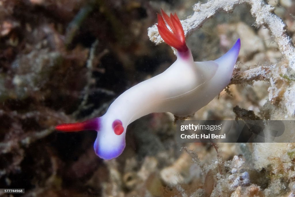 Bullock's Hypselodoris