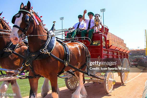 Budweiser clydesdale horses trot along the warning track prior to the Spring Training game between the Texas Rangers and Los Angeles Dodgers at...