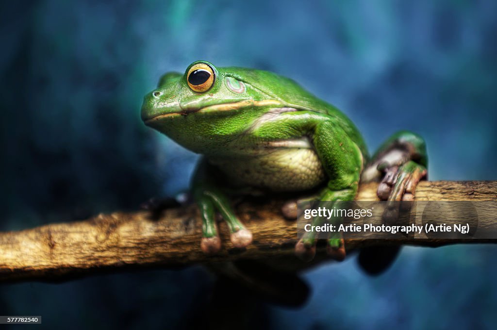 Australian Green Tree Frog, Daintree, Far North Quensland, Australia