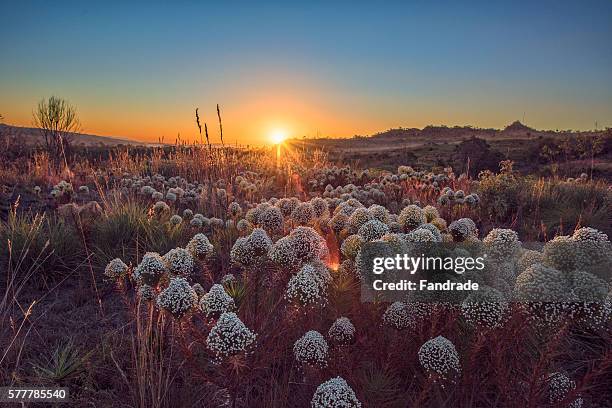 savannah landscape view evening lit by the last rays of the sun - goías foto e immagini stock