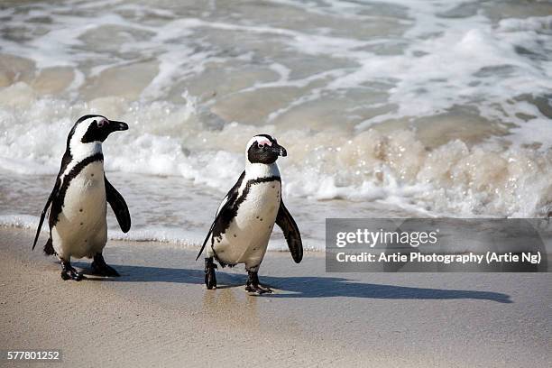 a pair of african penguins walking on the shore at boulders beach near simon's town, south africa - southern africa photos et images de collection