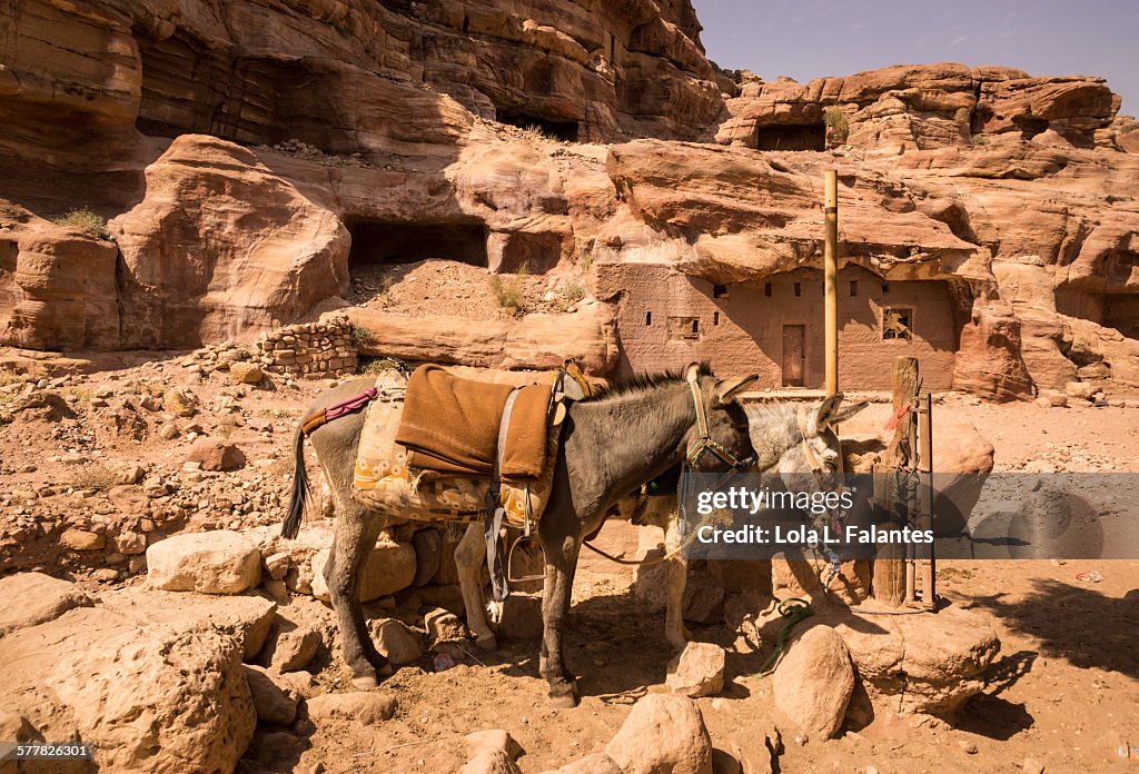 Two donkeys in Petra