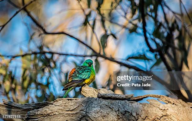 red-rumped parrot - peta jade stock pictures, royalty-free photos & images