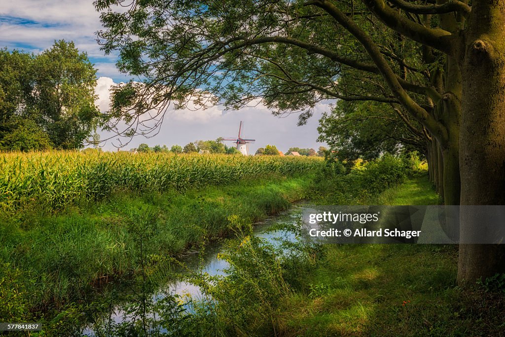 Summer landscape in Zeeland Netherlands