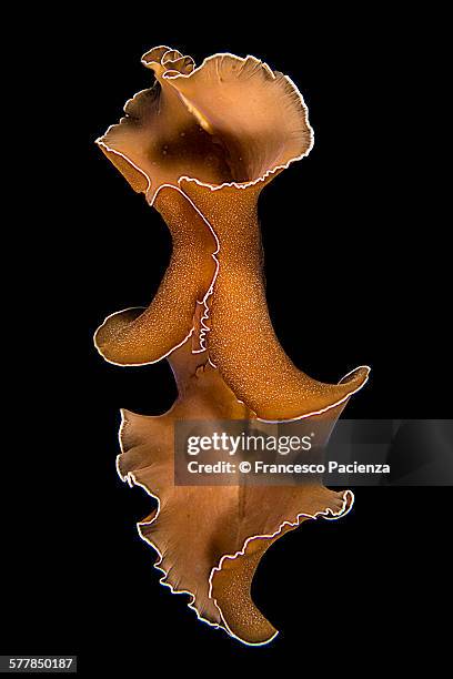 orange dancer - francesco pacienza foto e immagini stock