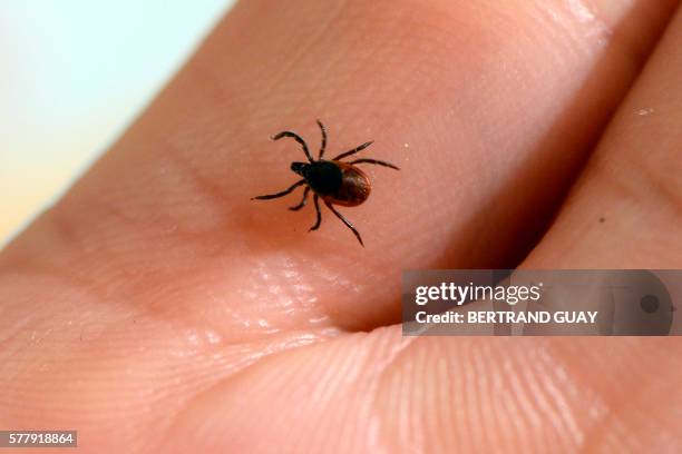 Picture taken at the French National Institute of Agricultural Research in Maison-Alfort, on July 20, 2016 shows a tick, whose bite can transmit the...