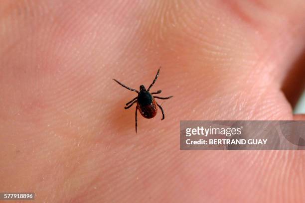 Picture taken at the French National Institute of Agricultural Research in Maison-Alfort, on July 20, 2016 shows a tick, whose bite can transmit the...