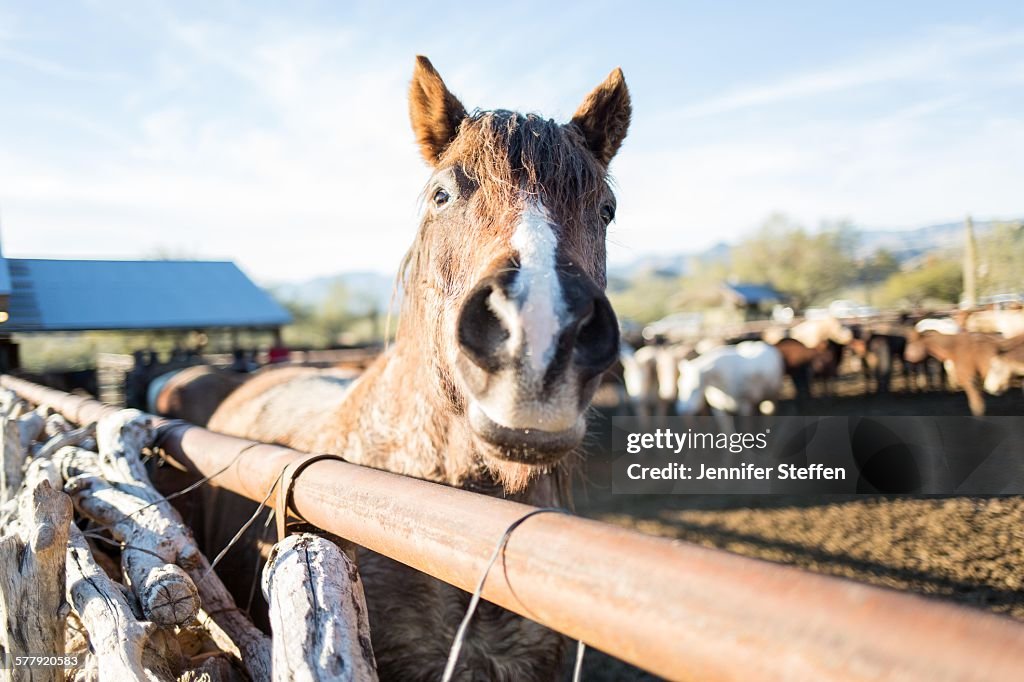 Brown horse on ranch