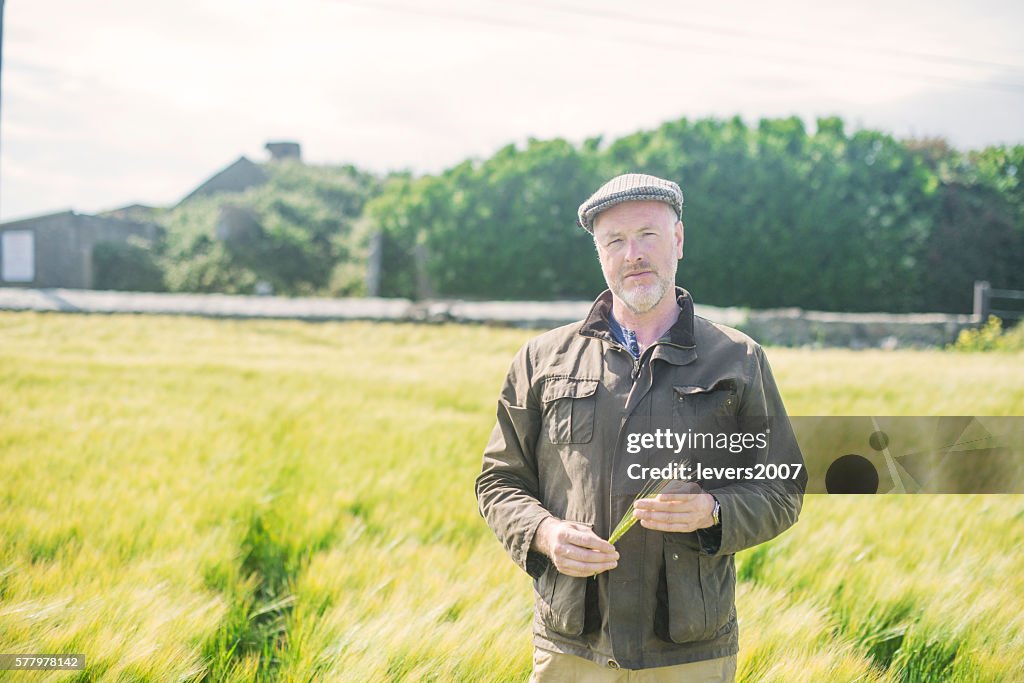 Farmer examining wheat in a field