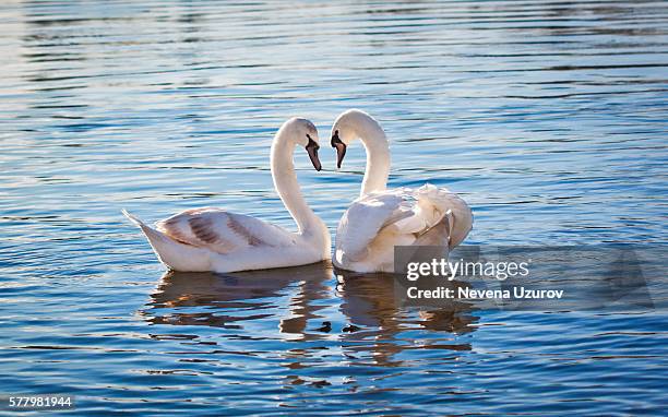 love swans - schwan stock-fotos und bilder