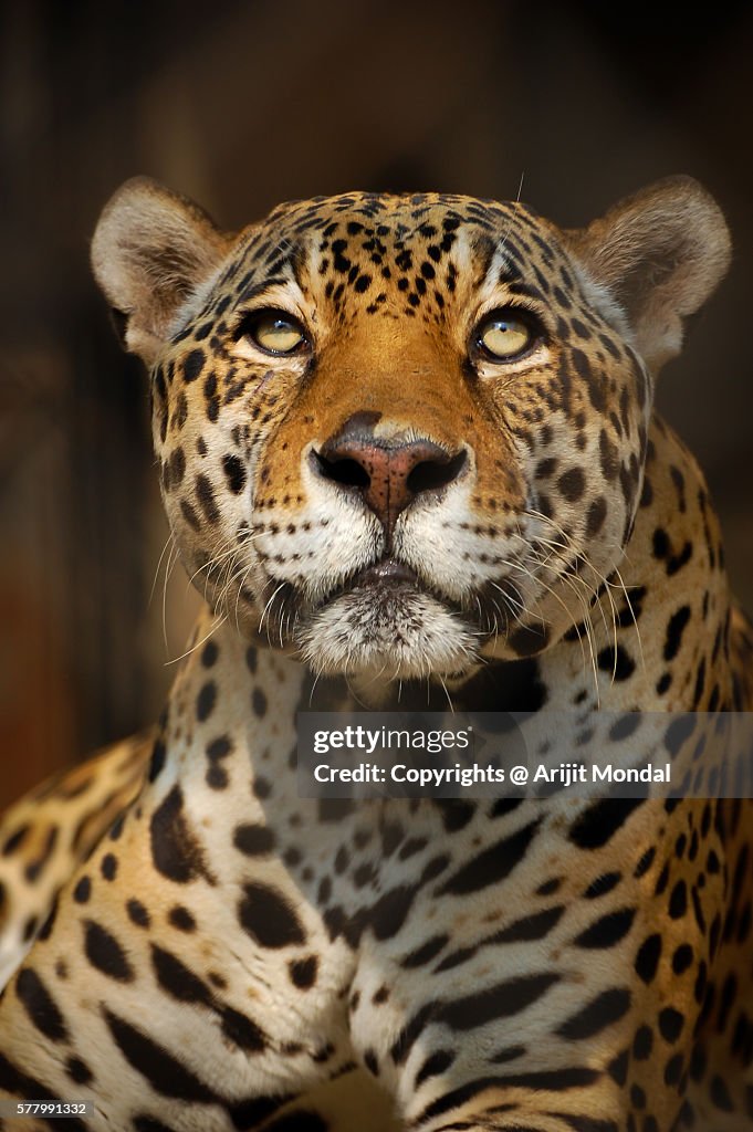 Close up portrait of a Jaguar looking at the camera