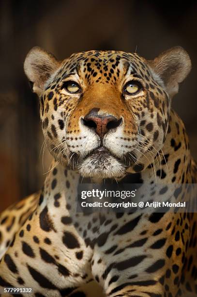 close up portrait of a jaguar looking at the camera - pantanal wetlands 個照片及圖片檔