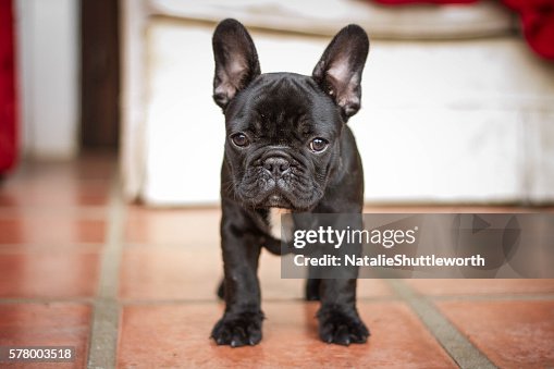 Black French Bulldog Puppy Black French Bulldog Puppy