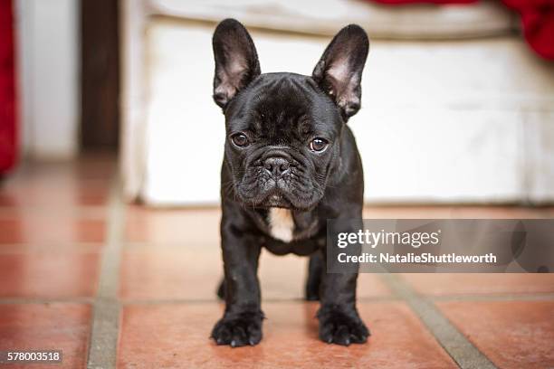 black french bulldog puppy - buldogue francês imagens e fotografias de stock