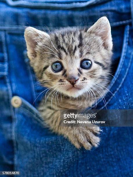 kitten in pocket - baby cat stock pictures, royalty-free photos & images