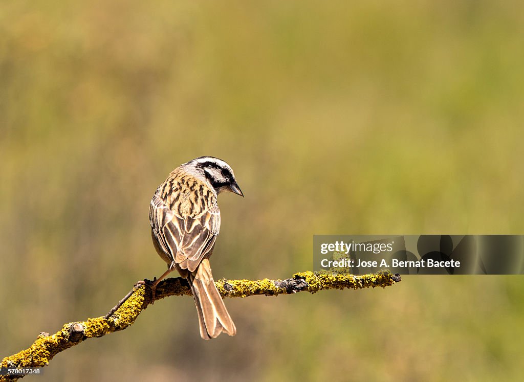 Rock Bunting (Emberiza cia) male on a branch, Spain