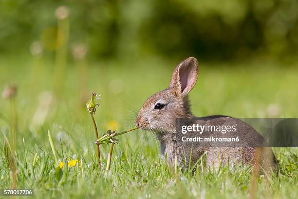 young european rabbit (oryctolagus cuniculus) hiding in the grass, europe - konijn stockfoto's en -beelden