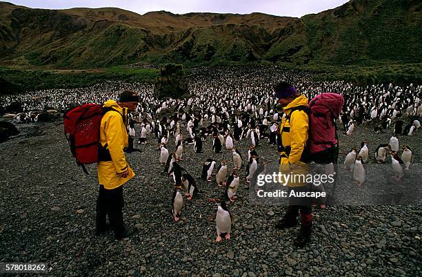 Royal penguins, Eudyptes schlegeli, colony, and expeditioners, Macquarie Island, Tasmania, Australian Sub Antarctic.