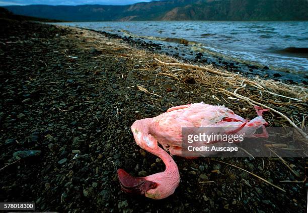 Lesser flamingo, Phoeniconaias minor, dead bird on shore of soda lake. The alkaline lake waters of Lake Bogoria grow blue-green algae which...