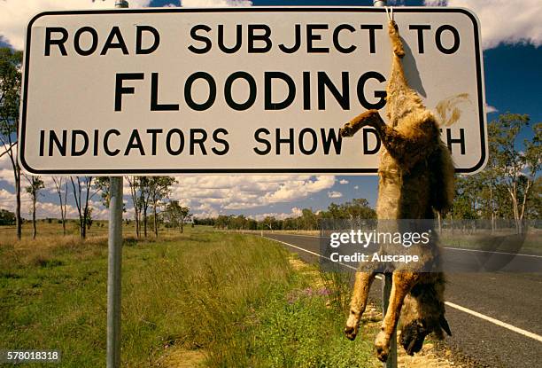 Dingo, Canis dingo, hanging dead from a road sign in outback Queensland where flood and drought combine with wildlife pests to make life difficult...