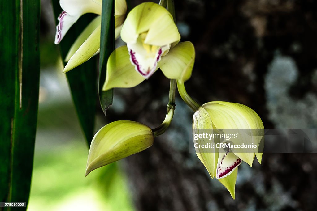 Orchid is a beautiful flower