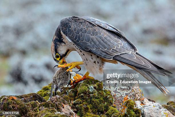 Lanner Falcon, Falco biarmicus, Bale Mountains National Park, Ethiopia.