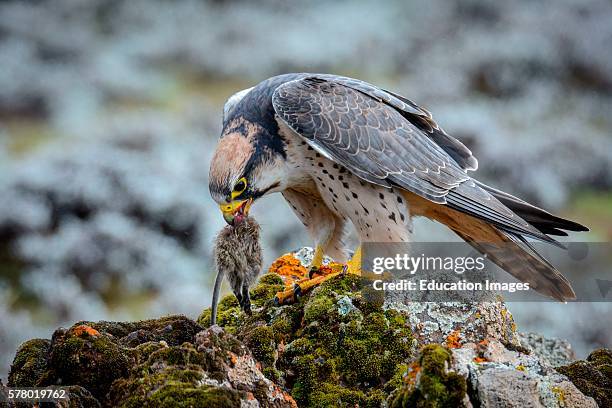 Lanner Falcon, Falco biarmicus, Bale Mountains National Park, Ethiopia.