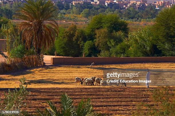 Shepherd at Taourirt Kasbah, Ouarzazate, UNESCO World Heritage Site, Ouarzazate Province, Morocco, North Africa,.