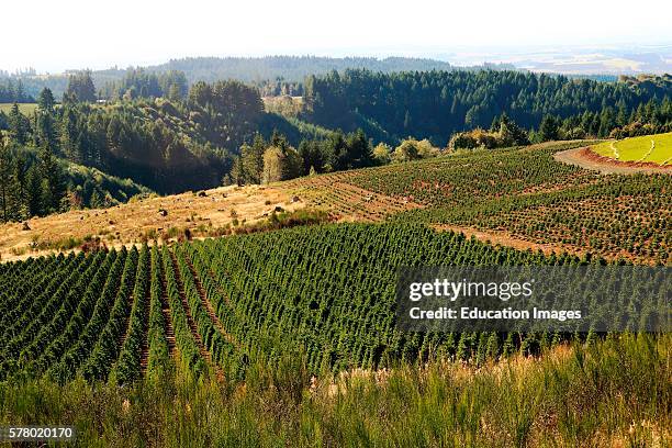 Christmas tree farm in the Willamette Valley area of west central Oregon.