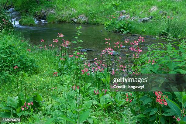 the flowers in bloom at the riverside - isogawyi stockfoto's en -beelden