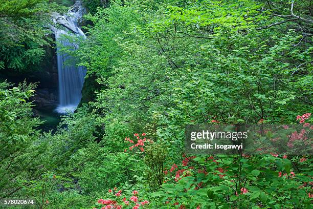 green, water and flowers - isogawyi stock pictures, royalty-free photos & images