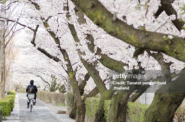 man with bicycles with cherry blossom in japan. - cherry blossom in full bloom in tokyo 個照片及圖片檔