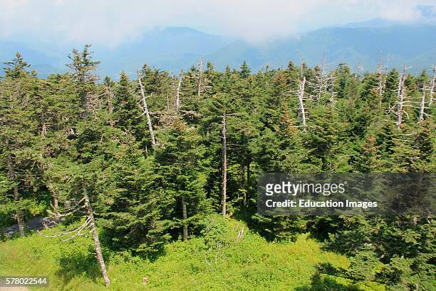 View from Clingman's Dome, Tennessee, Great Smoky Mountains.