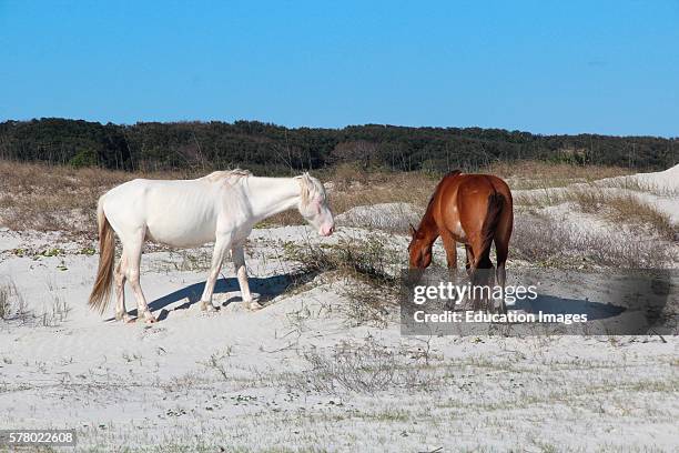 Wild horses on the beach, Atlantic Ocean, Cumberland Island.