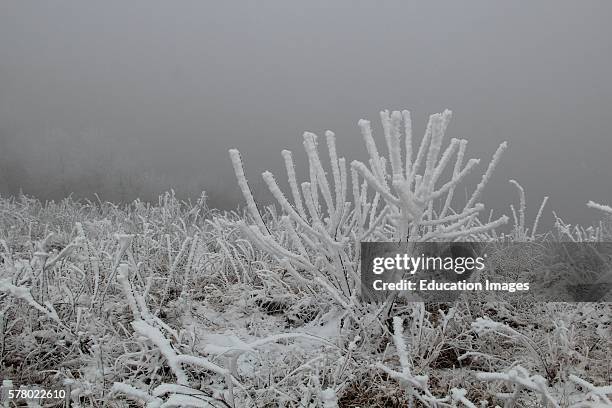 Appalachian Trail, North Carolina, winter, blizzard, white-out.