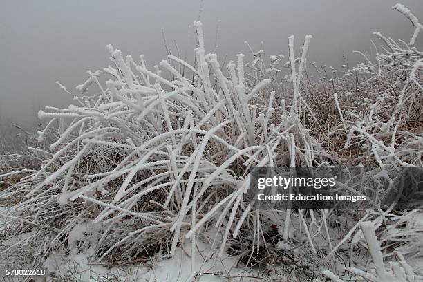 Appalachian Trail, North Carolina, winter, blizzard, white-out.