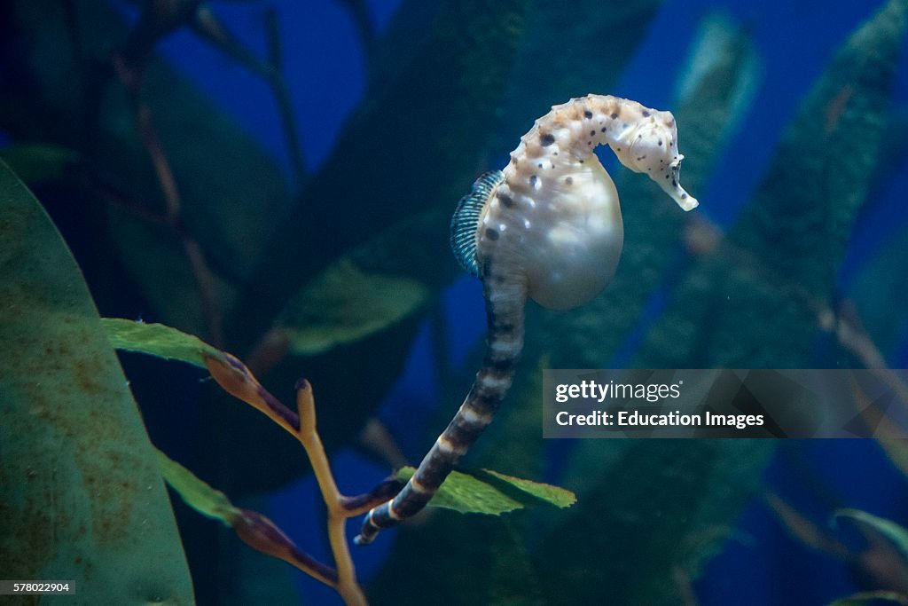 Pregnant sea horse, Audubon Aquarium, New Orleans