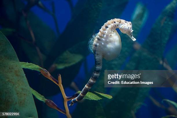 Pregnant sea horse, Audubon Aquarium, New Orleans, Louisiana.