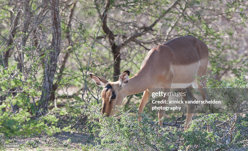 Browsing Impala.