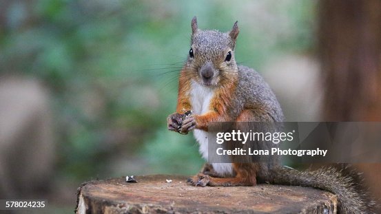 Squirrel Squirrel
