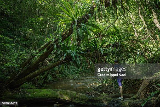 man stream-hiking in jungle with bird's-nest ferns - satsunan islands fotografías e imágenes de stock
