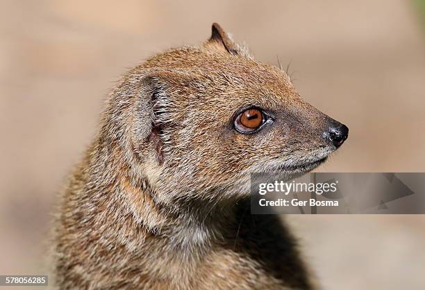 Mongoose Digging Digging Nose Photos and Premium High Res Pictures - Getty Images