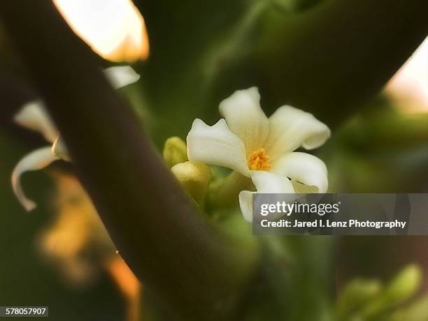 papaya blossom - mililani bildbanksfoton och bilder