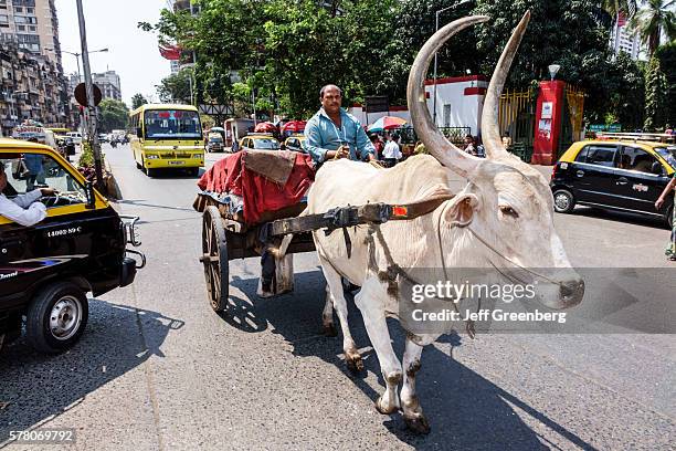 India Indian Mumbai outside Mumbai Central Railway Station brahma Brahman bull ox oxen pulling cart.