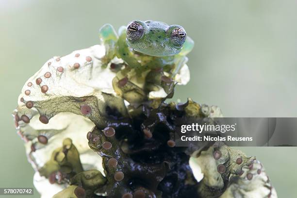 glass frog on fungus - glass frog stock pictures, royalty-free photos & images