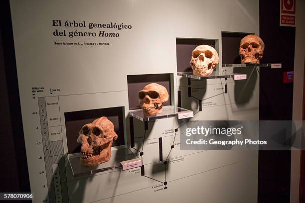 Evolution of Homo Sapiens archaeology museum, Jerez de la Frontera, Cadiz Province, Spain.