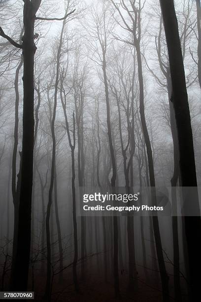 Beech woodland obscured by low cloud fog, Shipka Pass, Bulgaria, eastern Europe.