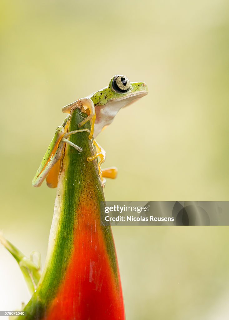 Agalychnis Lemur
