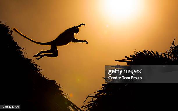 monkey jumping at sunset - chacma baboon 個照片及圖片檔