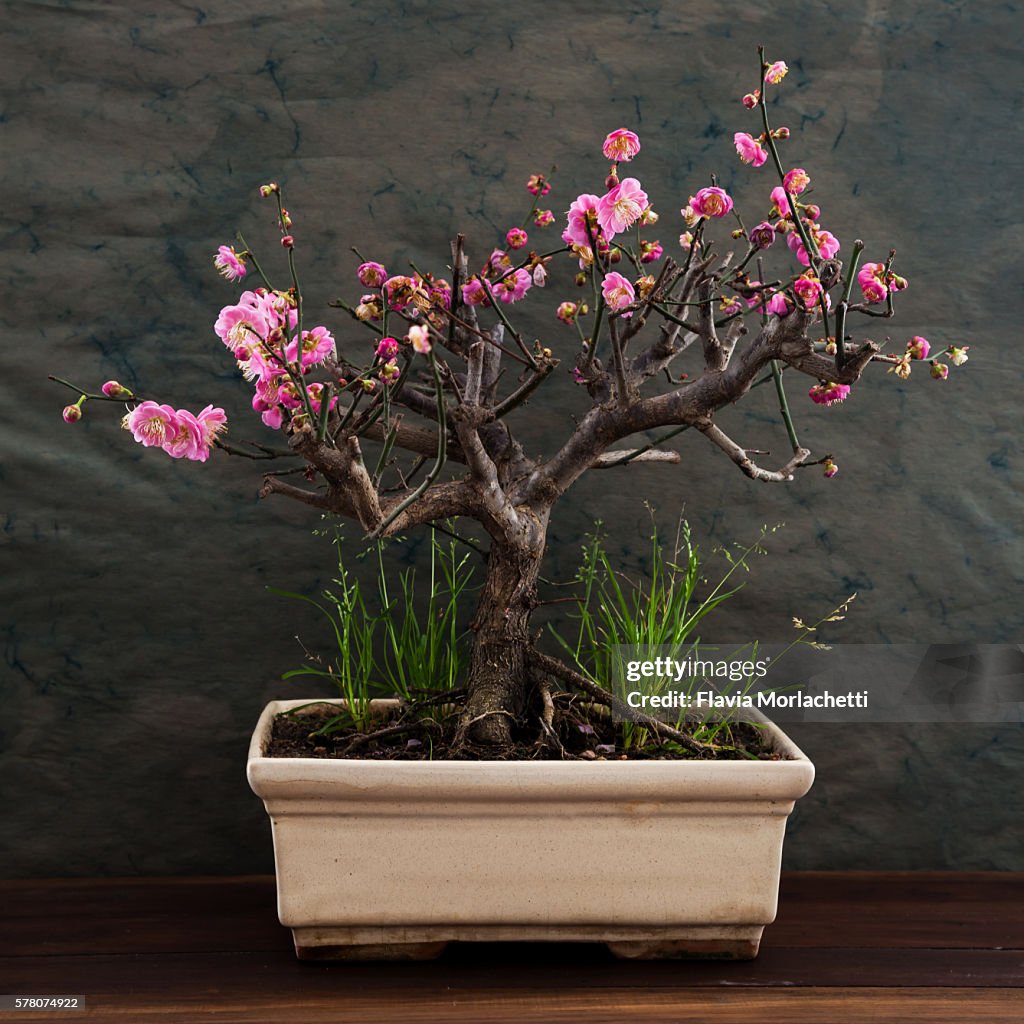 'Mume' bonsai in bloom